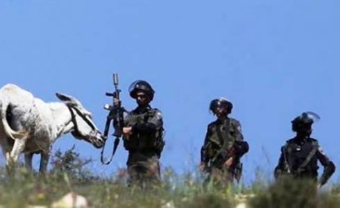 قوات الاحتلال الاسرائيلي مع حمار - توضيحية