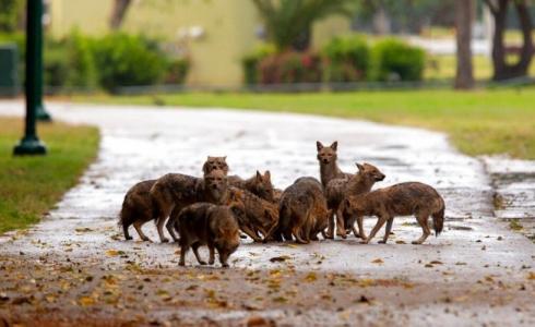 الواويات في قلب مدينة تل أبيب بعد الإغلاق على السكان