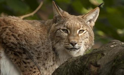 شاهد: حيوان الوشق يهاجم صغير التمساح