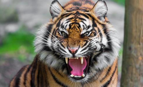 نمر  يقتحم حفل زفاف