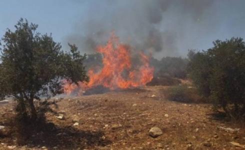 حريق يأتي على نحو 50 شجرة زيتون في جنين