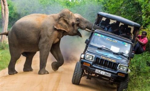 فيل شرس يدهس 18 شخصًا