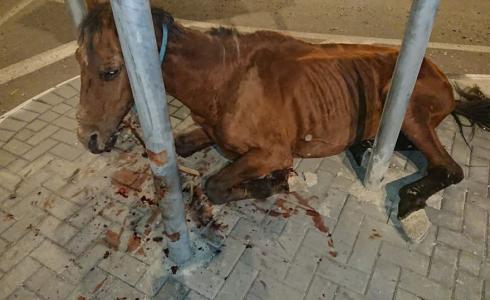 الخليل : الشرطة تعتقل شاب بسبب تعذيب حصان 