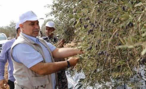 اطلاق الحملة الوطنية التطوعية لقطف الزيتون