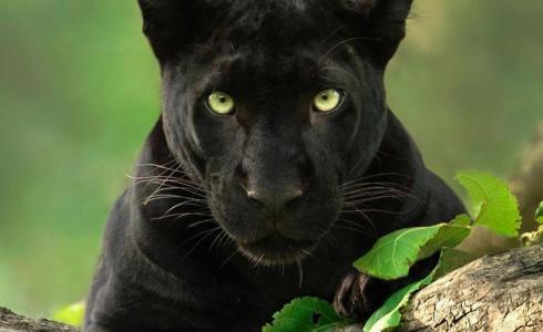 شاهد: ظهور نمر أسود أمام المتنزهين في السعودية