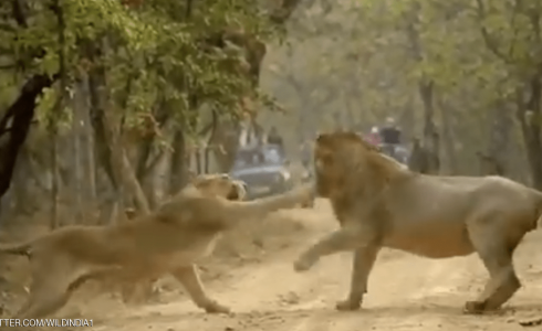 أسد يتلقى صفعة من لبؤة في شجار عائلي