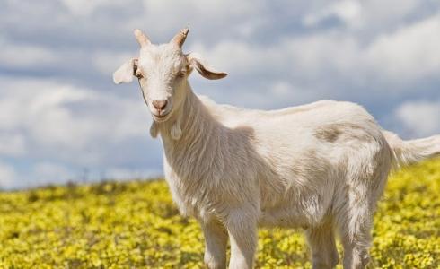 عنزة أمريكية تتولى رئاسة البلدية في فيرهيفن