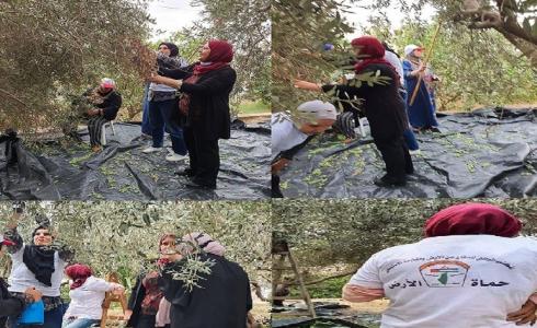 اتحاد لجان العمل النسائي ينظم حملة تطوعيه لقطف الزيتون في محافظة طولكرم