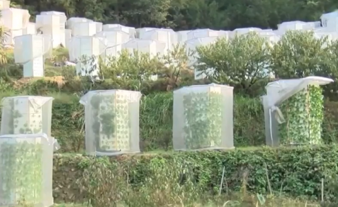 الصين تبتكر تقنية جديدة  في الزراعة 