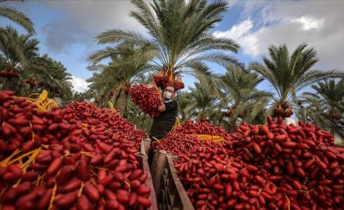موسم قطف البلح في قطاع غزة - أرشيفية