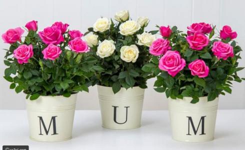 تهنئة لكل الامهات بعيد الام 2019