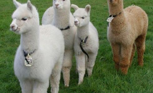 شاهد: في زمن كورونا .. عينا هذا حيوان تريح الأعصاب