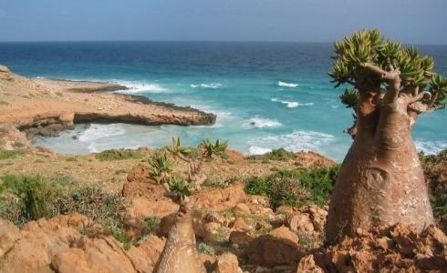 جزيرة سقطرى اليمنية