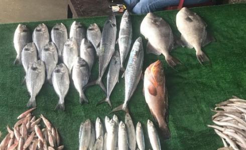 أسعار الأسماك الطازجة في أسواق غزة اليوم السبت