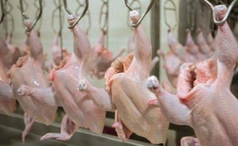 اسعار الدجاج في غزة اليوم  - توضيحية