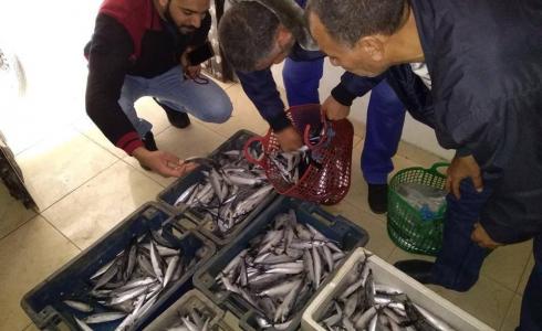 وزارة الاقتصاد في غزة تتلف أسماك مغشوشة