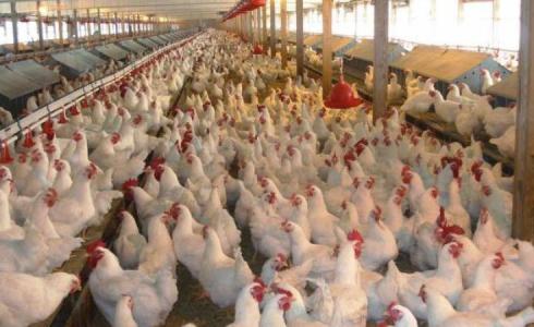 أسعار الدجاج في غزة - توضيحية 
