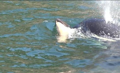 انثى حوت تحمل ابنها الميت لمدة 17 يوما