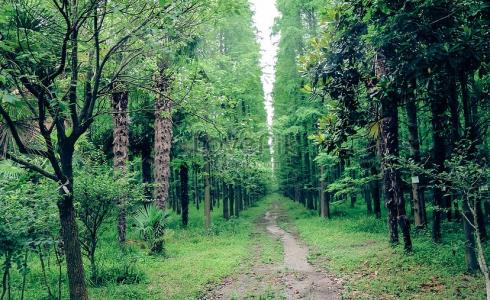 شاهد: حيوان غريب يظهر في أمريكا