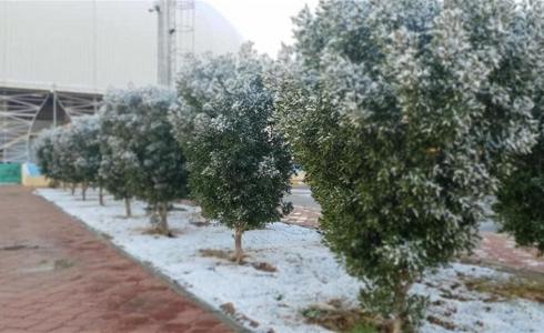 الثلوج تزين بغداد ودرجات الحرارة دون الصفر