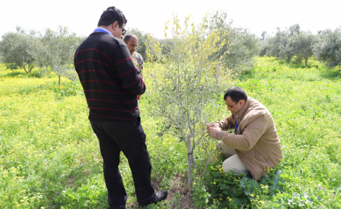 العمل الزراعي بغزة