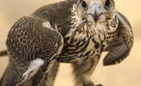 شاهد بيع صقر في بسعر خرافي في السعودية 