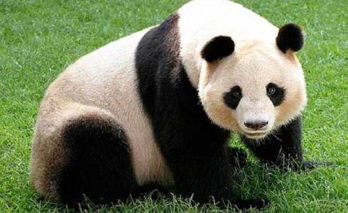 ذهبت لشراء الشوكولاتة فأكلها الدب