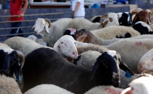 الاضاحي في غزة - توضيحية