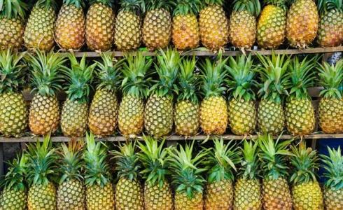 ضبط كوكايين يقيمة 770 مليون دولار في - براميل أناناس