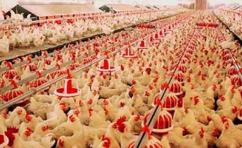 مربو الدواجن يطالبون اشتية بصرف تعويضات مزارعي غزة ودعمهم