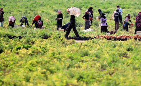 الإغاثة الزراعية تطلق مشروعًا لدعم المزارعين في الأغوار