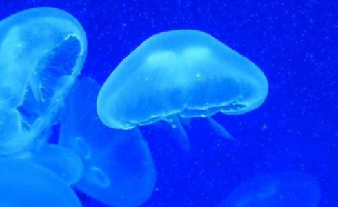  كمية قناديل البحر التي جمعت بمحطة عسقلان للطاقة