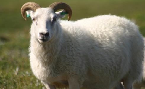 شاهد: خروف يطيح بعامل خارج سياج مزرعة