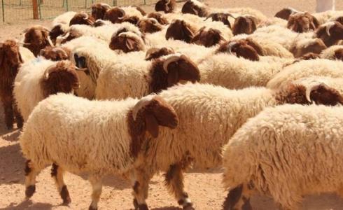 الشرطة تحبط عملية سرقة 17 رأس من الأغنام في قلقيلية