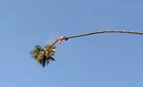 شاهد: رجل يقطع جذع نخلة طولها 30 مترا.. هكذا كانت النهاية