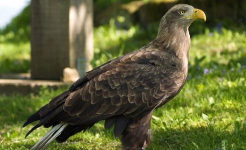 بعد اختفائه لأكثر من 240 عاما .. النسر المفترس يعود لسماء بريطانيا 