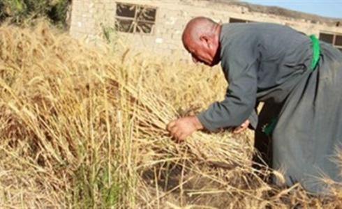 زيادة معدل شراء القمح المحلي في مصر 