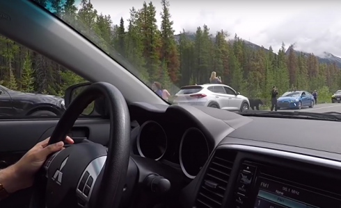 دب يهاجم مصورا