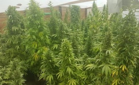 العثور على 600شتلة ماريجوانا في النقب