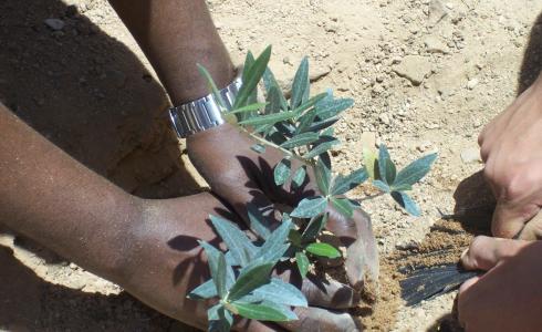 زراعة أشتال زيتون - توضيحية