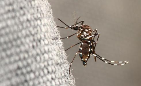بعوض يحمل مرض حمى غرب النيل