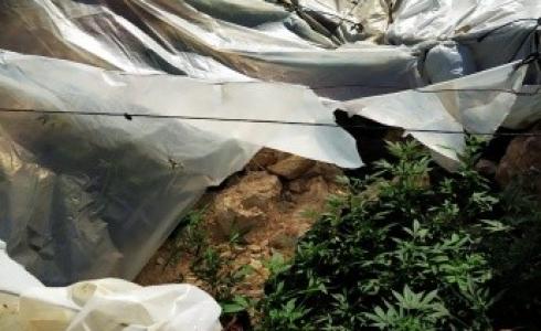 ضبط مشتل مخدرات في بيت لحم
