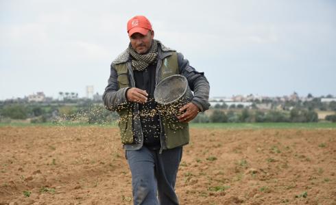 العمل الزراعي يقوم بزراعة 1250 دونم ببذور القمح في المناطق الشرقية الحدودية للقطاع