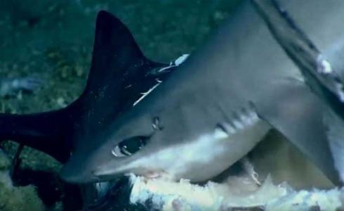 اسماك القرش