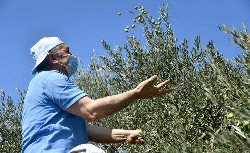 رئيس الوزراء الفلسطيني محمد اشتية خلال مشاركته في موسم قطف الزيتون في بلدة بيرزيت اليوم