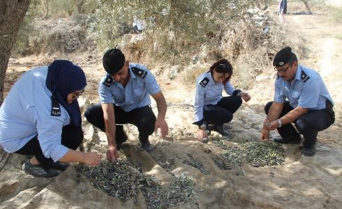 قطف الزيتون في بيت لحم