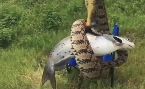 افعى تسرق سمكة صياد