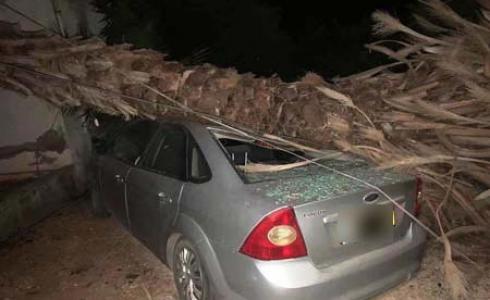 سقوط شجرة على سيارة في ام الفحم