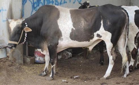 عجل في عيد الأضحى - توضيحية