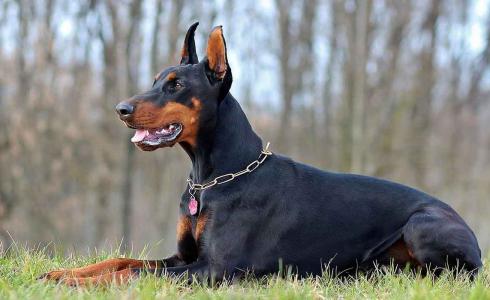 أكل الكلاب - كوريا الجنوبية